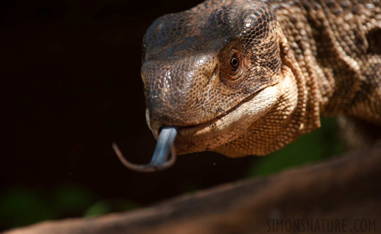 Varanus albigularis microstictus [550 mm, 1/1600 Sek. bei f / 6.3, ISO 1600]